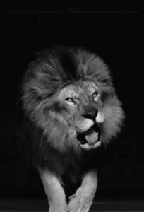 Gif animé lion rugit
